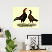 Poster Poules Aseel Black Red (Bureau à domicile)