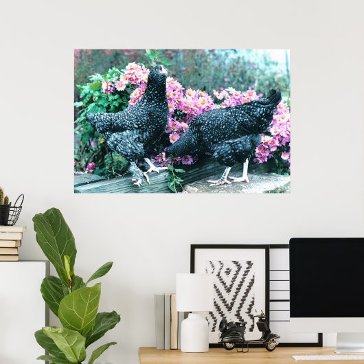 Poster Poules Cuckoo Marans (Bureau à domicile)