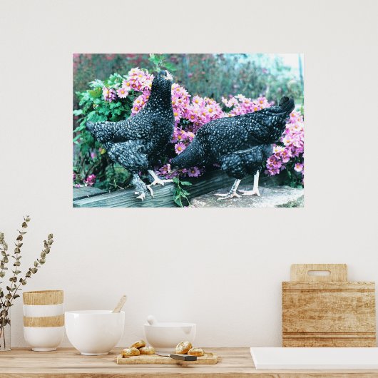 Poster Poules Cuckoo Marans (Cuisine)