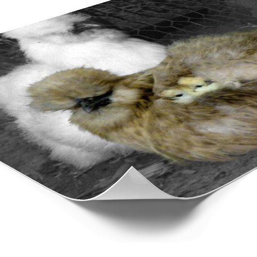 Poster Poules de Silkie avec poules Pékin hors des plumes (Coin)