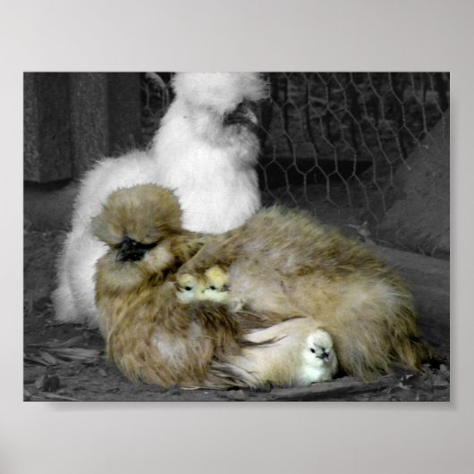 Poster Poules de Silkie avec poules Pékin hors des plumes (Devant)