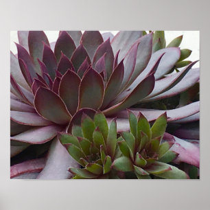 Poster Poules et poules