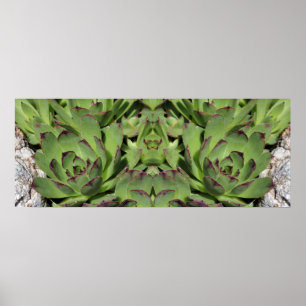 Poster Poules Et Poules Jardins Succulents Miroir Abstrai