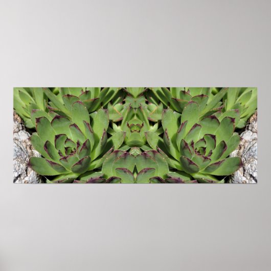 Poster Poules Et Poules Jardins Succulents Miroir Abstrai (Devant)
