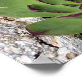 Poster Poules Et Poules Jardins Succulents Miroir Abstrai (Coin)