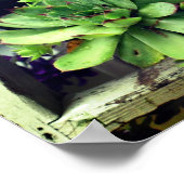 Poster Poules Et Poules Succulent Dans Un Seau (Coin)