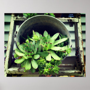 Poster Poules Et Poules Succulent Dans Un Seau