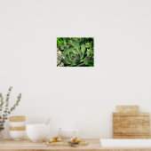 Poster Poules Et Poules Succulents De Jardin Gros Plan (Cuisine)