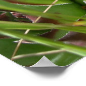 Poster Poules et poussins (Sempervivum) (Coin)