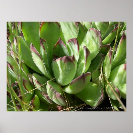 Poster Poules et poussins (Sempervivum) (Devant)
