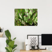 Poster Poules et poussins (Sempervivum) (Bureau à domicile)