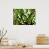 Poster Poules et poussins (Sempervivum) (Cuisine)