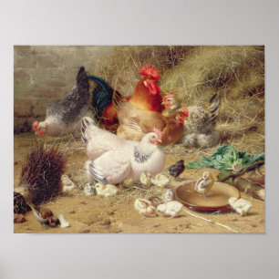 Poster Poules nichant avec leurs poulets