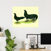 Poster Poules Sumatra noires (Bureau à domicile)