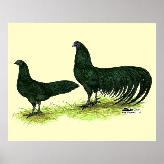 Poster Poules Sumatra noires (Devant)