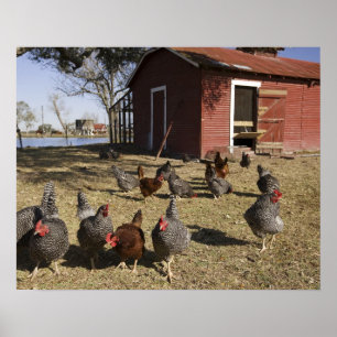 Poster Poules travaillant aux alentours du poulailler Cli