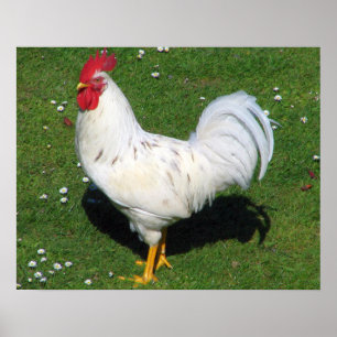 Poster Poulet