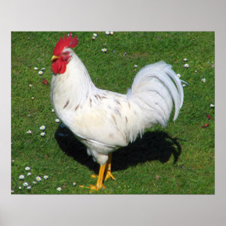 Poster Poulet