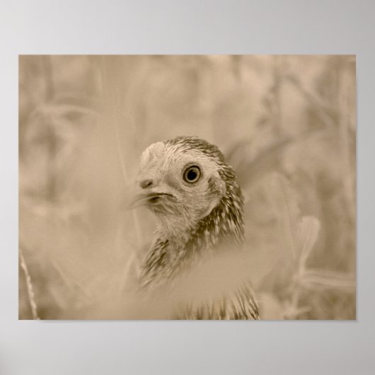 Poster Poulet (Devant)