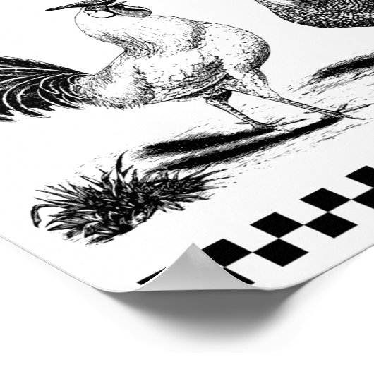 POSTER POULET (Coin)