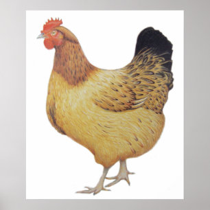Poster Poulet 2012