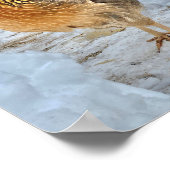 Poster Poulet Brown de Leghorn (Coin)