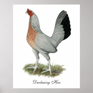 Poster Poulet de jeu Silver Duckwing