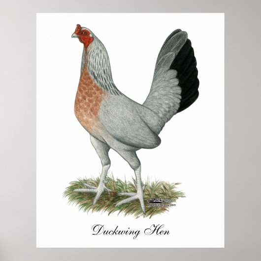 Poster Poulet de jeu Silver Duckwing (Devant)