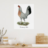 Poster Poulet de jeu Silver Duckwing (Cuisine)