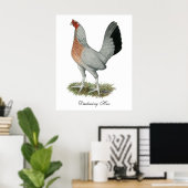 Poster Poulet de jeu Silver Duckwing (Bureau à domicile)