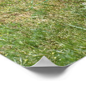 Poster Poulet de roche de Plymouth (Coin)