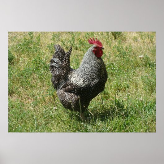 Poster Poulet de roche de Plymouth (Devant)