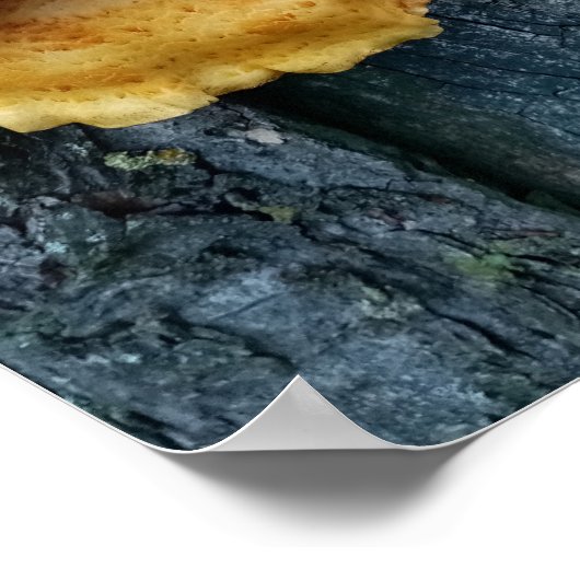 Poster Poulet des bois (Coin)