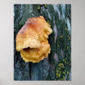 Poster Poulet des bois (Devant)
