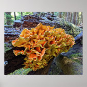 Poster Poulet d'orange de la forêt Champignon (Devant)