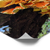 Poster Poulet orange du champignon des bois (Coin)