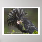 Poster Poulet polonais (Devant)