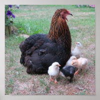 poulet, poussins, poulets, poussins, animal, oisea