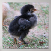 Poster poulet, poussins, poulets, poussins, animal, oisea (Devant)