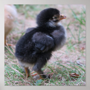 Poster poulet, poussins, poulets, poussins, animal, oisea