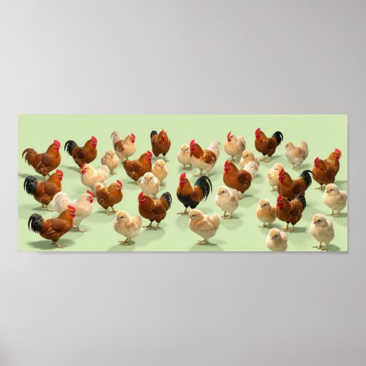 Poster Poulet sur fond vert clair (Devant)