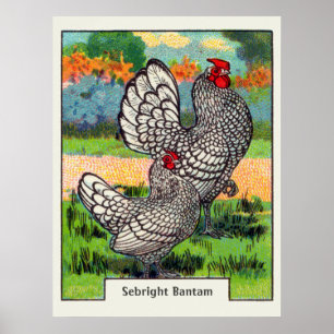 Poster Poulet vintage Sebright Bantam