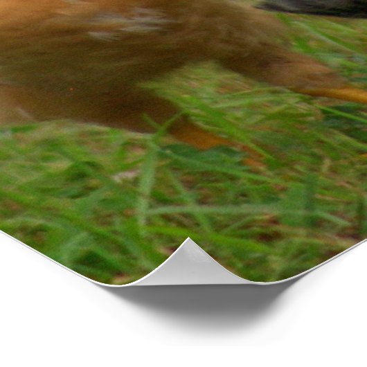 Poster Poulets (Coin)