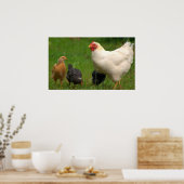 Poster Poulets (Cuisine)