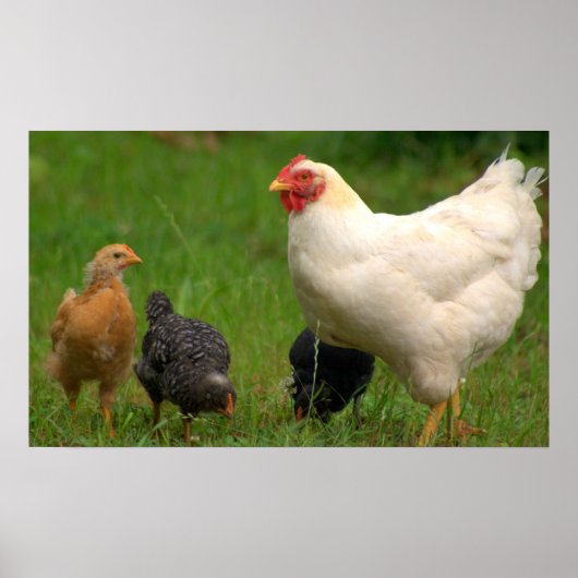 Poster Poulets (Devant)