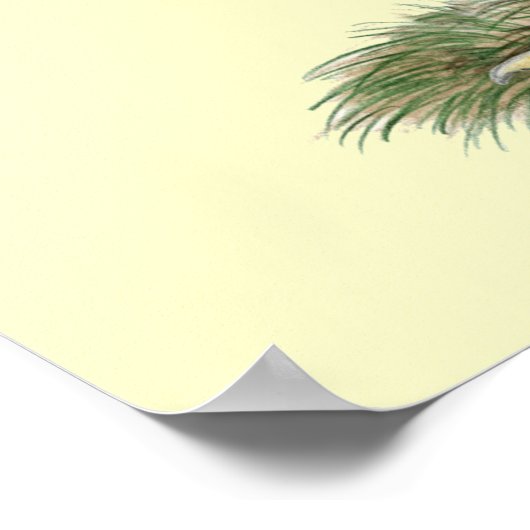 Poster Poulets à roue d'Aseel (Coin)