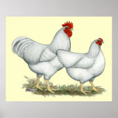 Poster Poulets blancs (Devant)