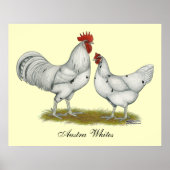 Poster Poulets blancs Austra (Devant)