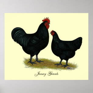 Poster Poulets de géant du Jersey