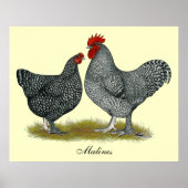 Poster Poulets de Maline (Devant)